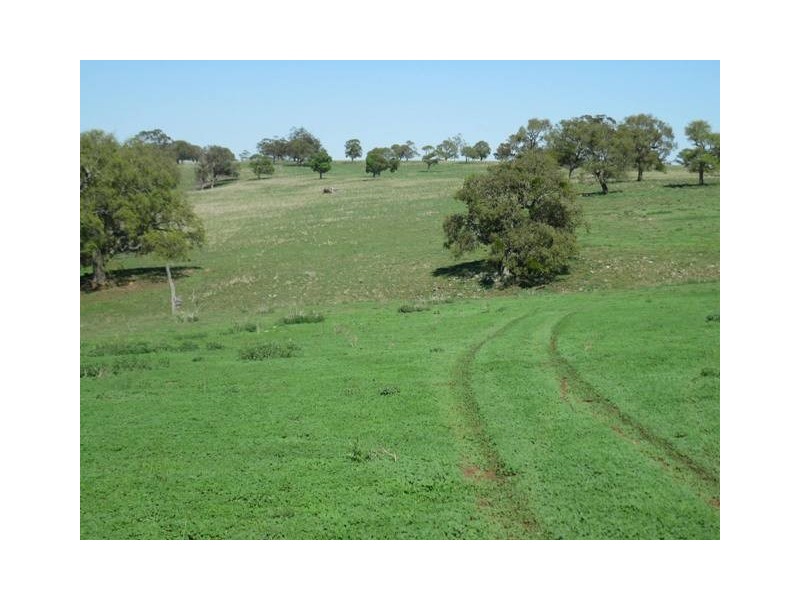 HILLSBOROUGH -, Coolah NSW 2843