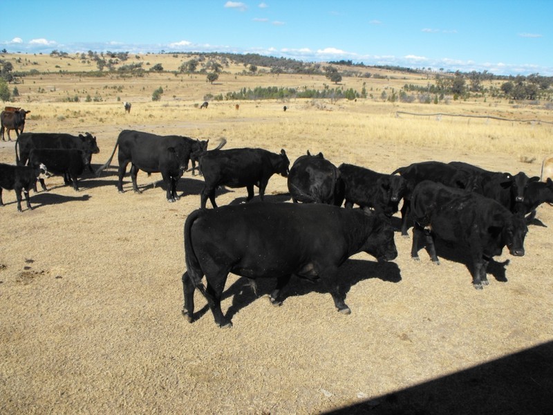 KALALAH Bedwell Downs Road, Yetman NSW 2410