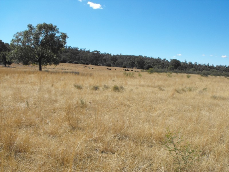 KALALAH Bedwell Downs Road, Yetman NSW 2410