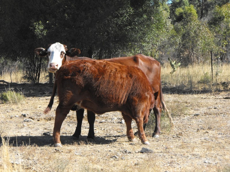 KALALAH Bedwell Downs Road, Yetman NSW 2410