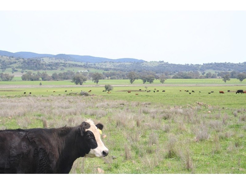 ARDROSS, TAMWORTH /, Quirindi NSW 2343