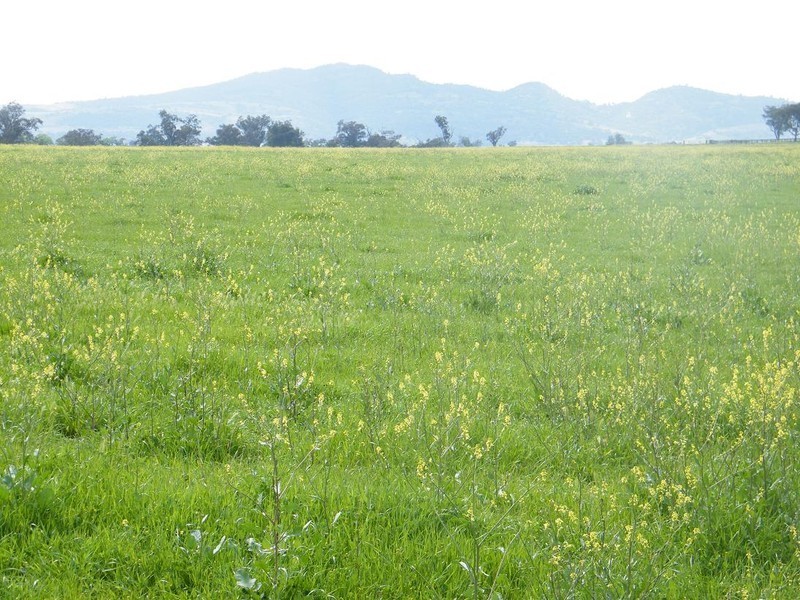 Lot 2 East Street, Quirindi NSW 2343