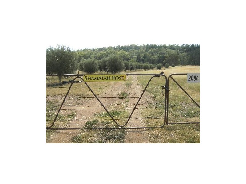 SHAMATAH ROSE, Kamilaroi Hwy, Quirindi NSW 2343