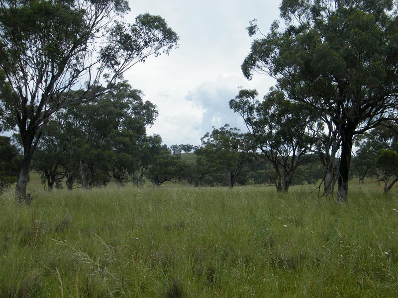 540 Big Jacks Creek Rd, Willow Tree NSW 2339