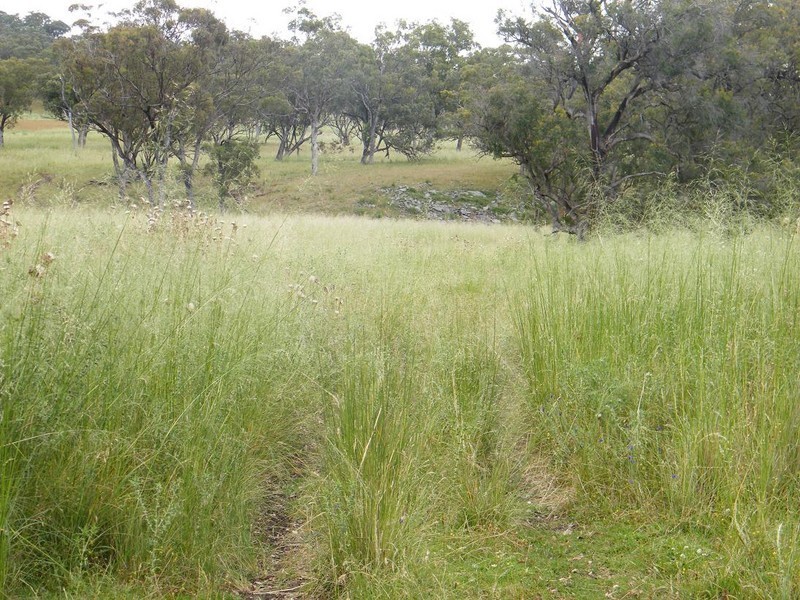 540 Big Jacks Creek Rd, Willow Tree NSW 2339