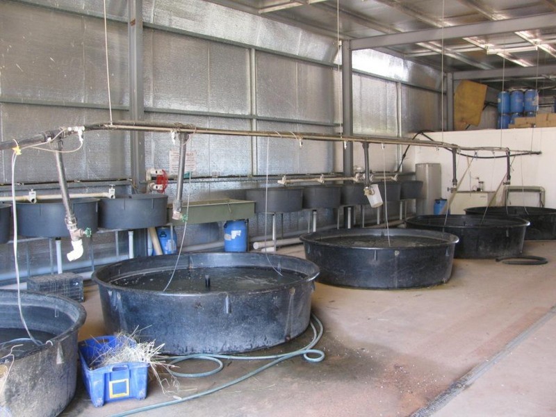 261 Tuppiari Road, Narrabri NSW 2390