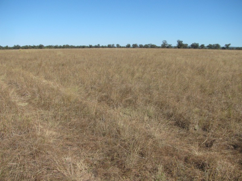 79 Yarranabee Road, Narrabri NSW 2390