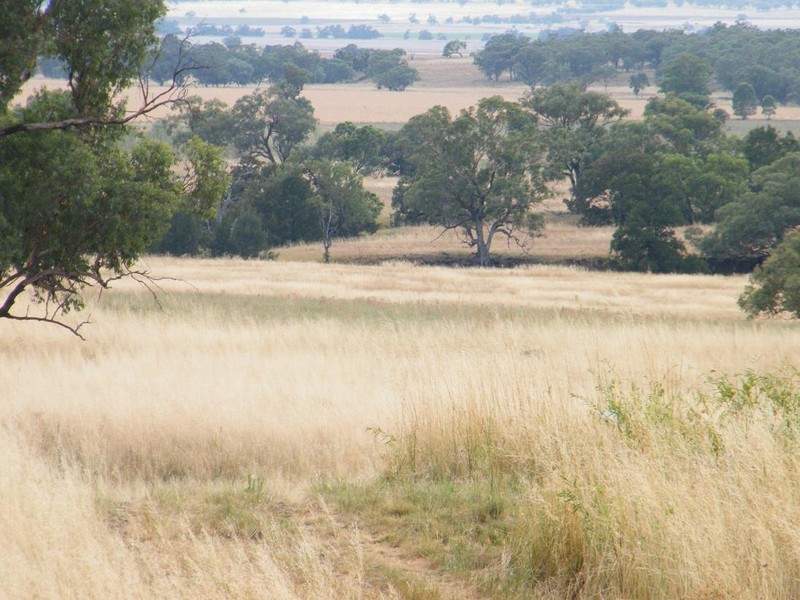Blackville NSW 2343