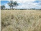 Blackville NSW 2343