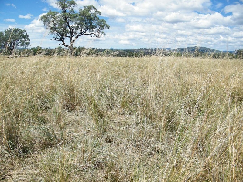 Blackville NSW 2343