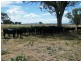 Blackville NSW 2343