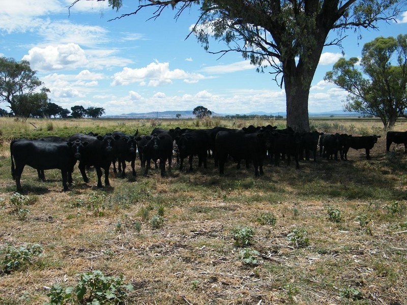 Blackville NSW 2343