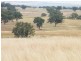 Blackville NSW 2343