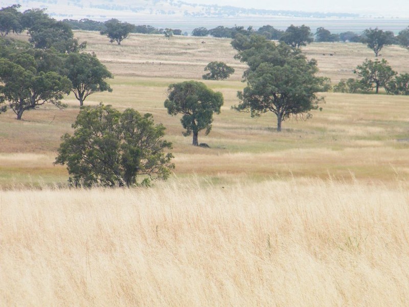 Blackville NSW 2343