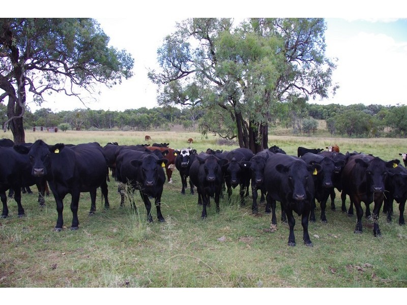 ATHLONE Cherry Tree Hill, Inverell NSW 2360