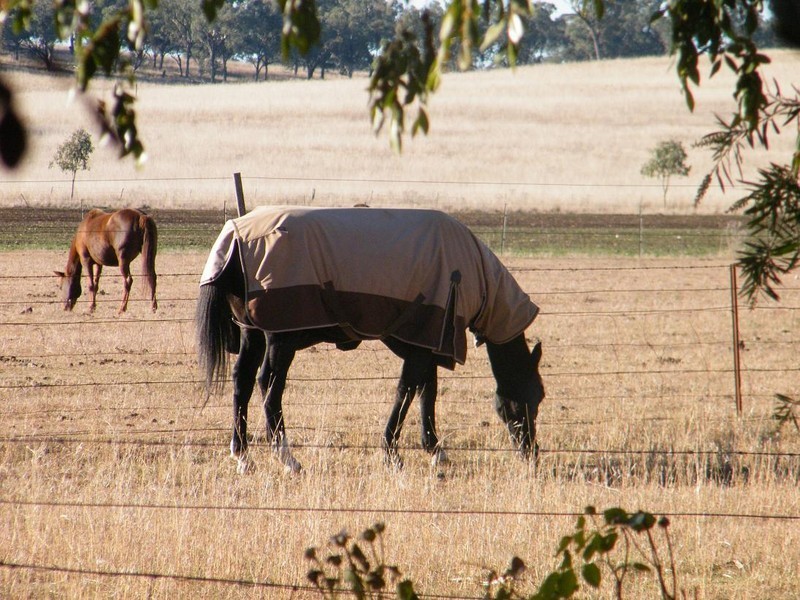 579 Inverkip Road, Quirindi NSW 2343