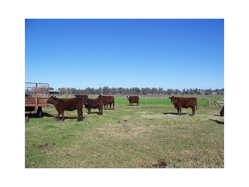 “Mulloka” Turanville Road, Scone NSW 2337