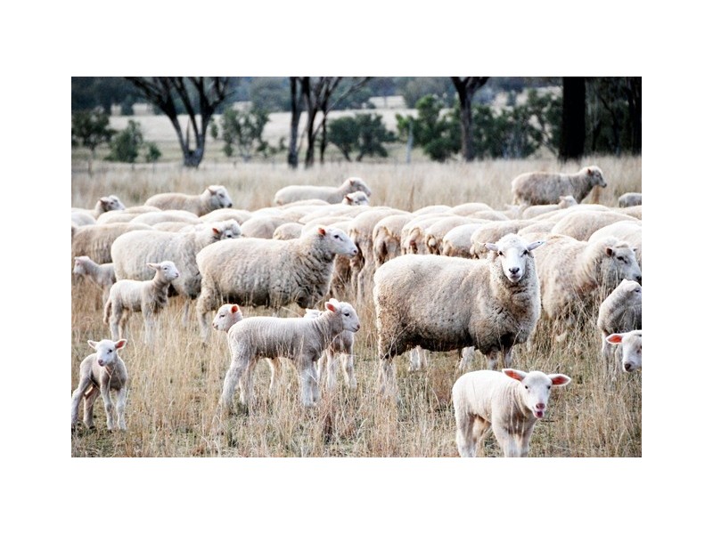 Thirlmere, Bridges Road, Gunnedah NSW 2380