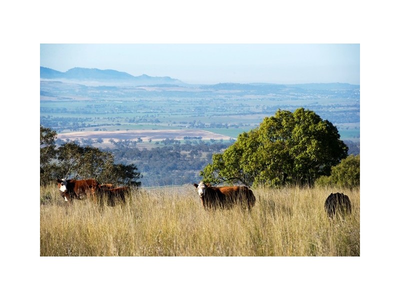 “Millfield” Moobi Road, Scone NSW 2337