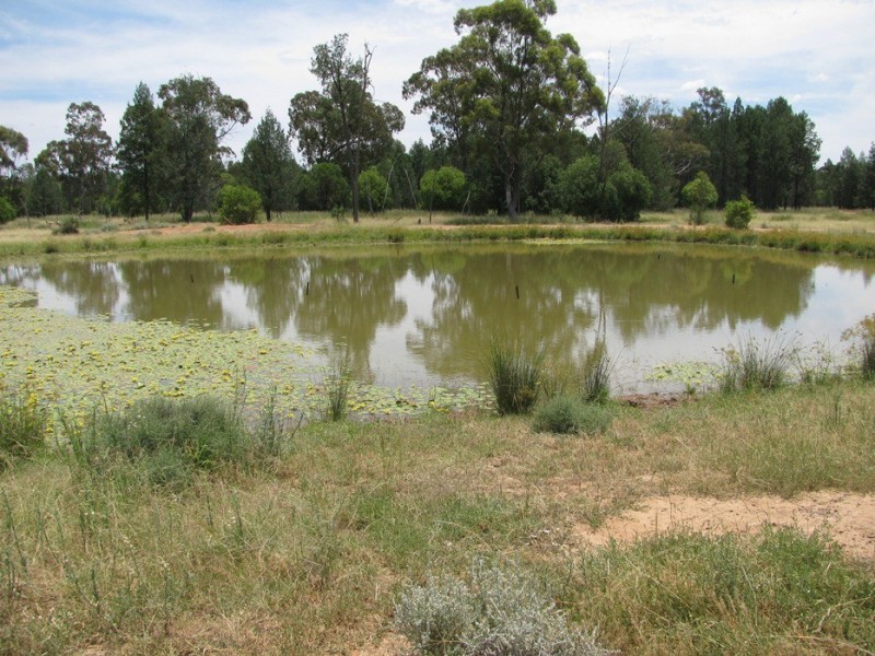 Rewalyn Pilliga-Gwabegar Road, Narrabri NSW 2390