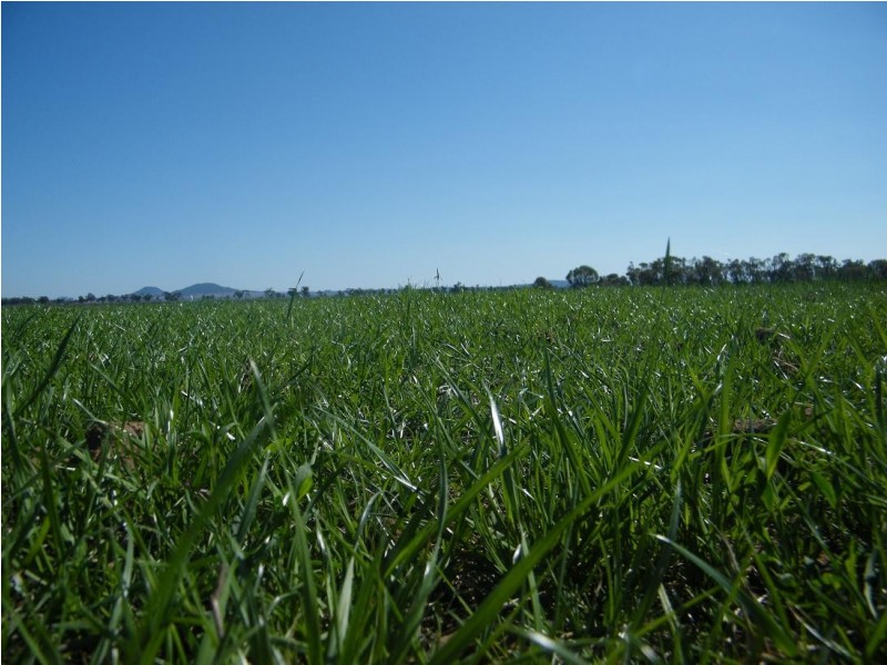 KIDGERY, Howes Hill Road, Gunnedah NSW 2380