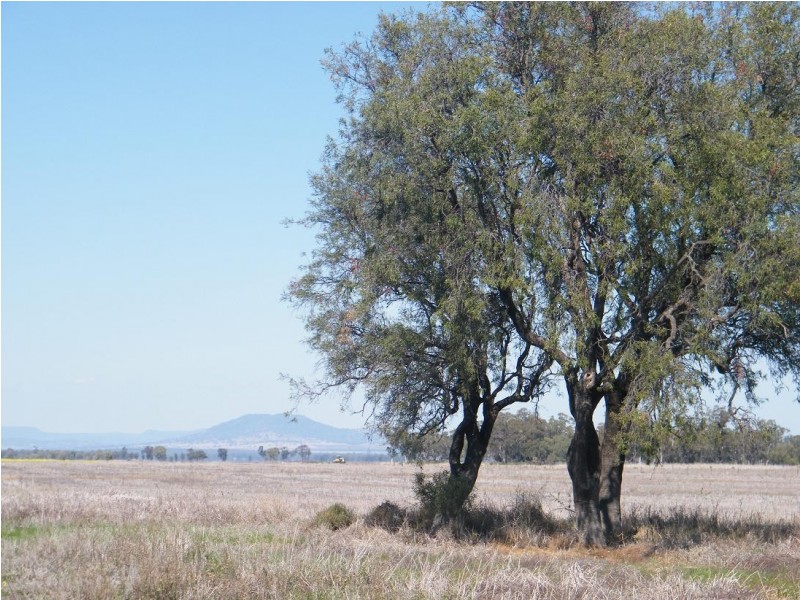 KIDGERY, Howes Hill Road, Gunnedah NSW 2380