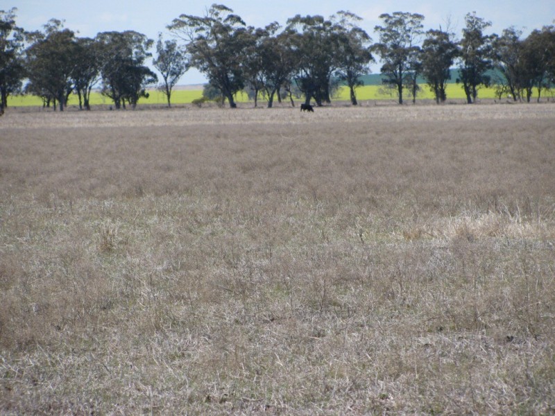 KIDGERY, Howes Hill Road, Gunnedah NSW 2380