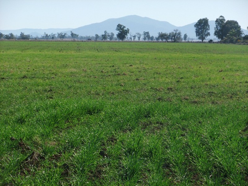 “Kataluka” Shanley Lane, Gunnedah NSW 2380