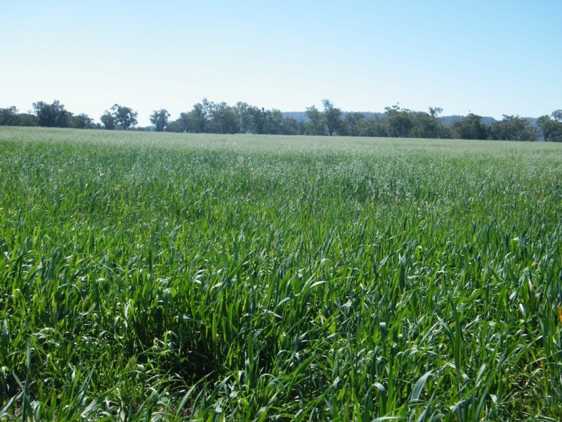 TARRALEE, PIALLAWAY /, Quirindi NSW 2343