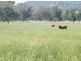 TARRALEE, PIALLAWAY /, Quirindi NSW 2343