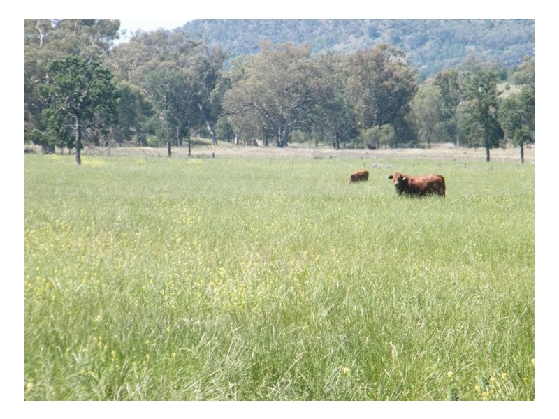 TARRALEE, PIALLAWAY /, Quirindi NSW 2343
