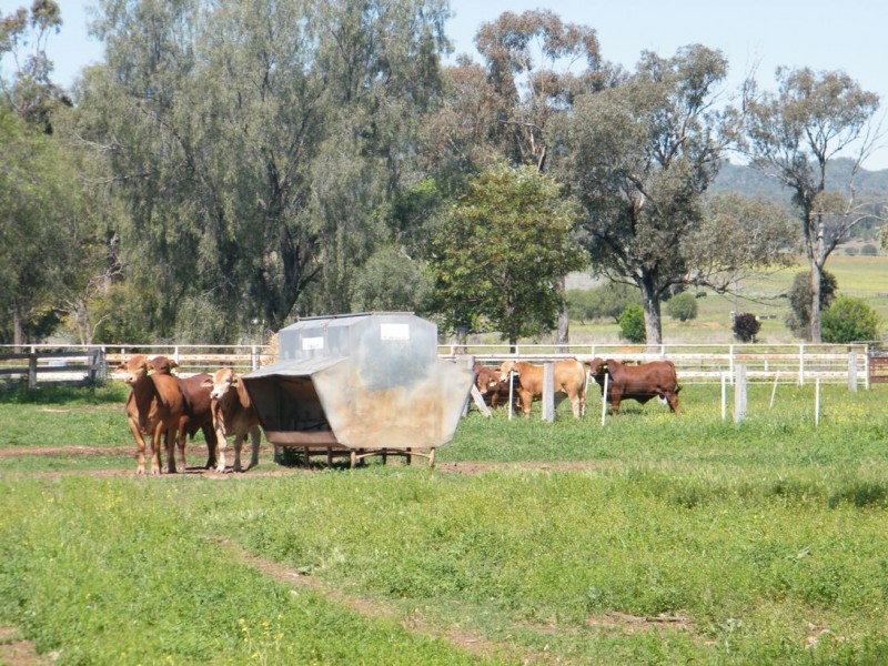 TARRALEE, PIALLAWAY /, Quirindi NSW 2343