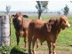 TARRALEE, PIALLAWAY /, Quirindi NSW 2343