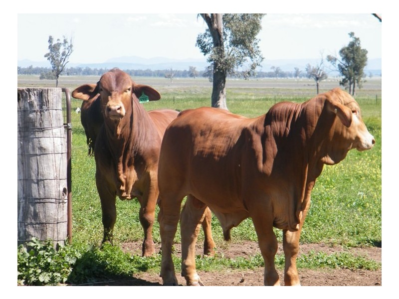 TARRALEE, PIALLAWAY /, Quirindi NSW 2343