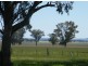 TARRALEE, PIALLAWAY /, Quirindi NSW 2343