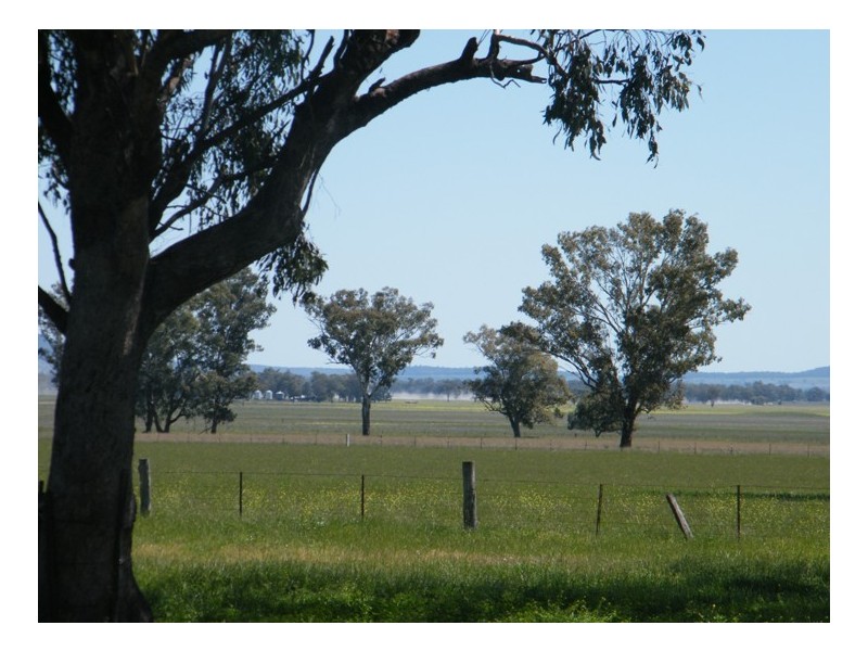 TARRALEE, PIALLAWAY /, Quirindi NSW 2343