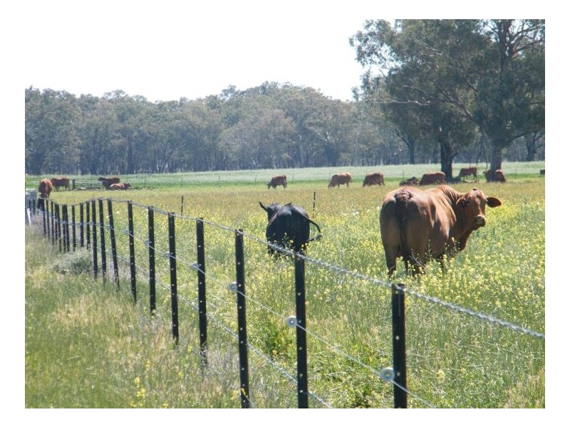 TARRALEE, PIALLAWAY /, Quirindi NSW 2343