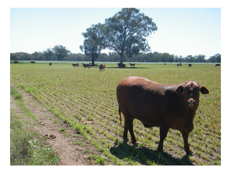 TARRALEE, PIALLAWAY /, Quirindi NSW 2343