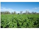 Blairwood 250 Blairmore Lane, Aberdeen NSW 2336