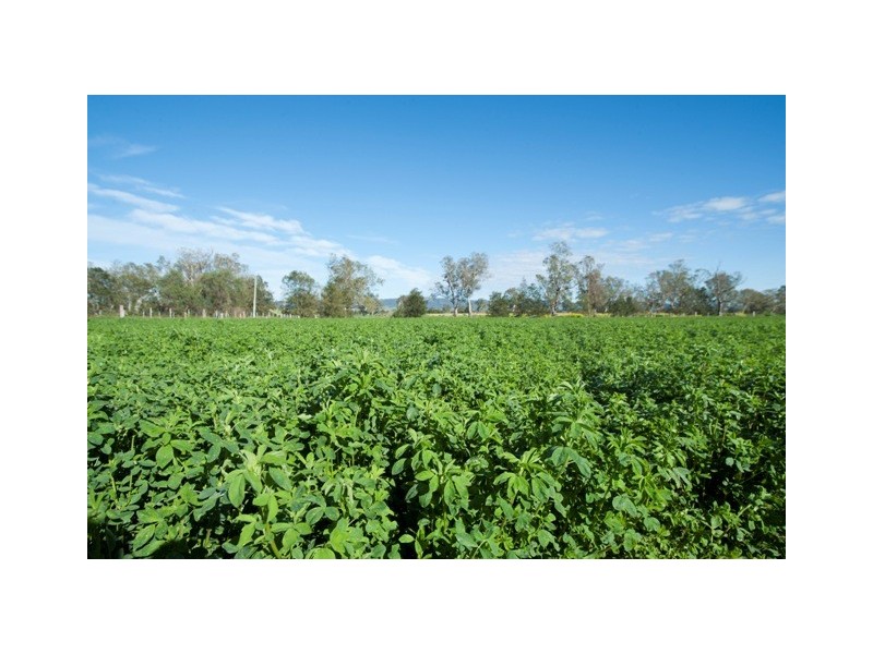 Blairwood 250 Blairmore Lane, Aberdeen NSW 2336