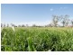 Blairwood 250 Blairmore Lane, Aberdeen NSW 2336