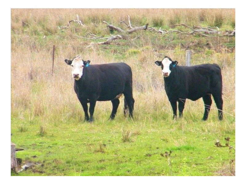 THE GUMS, Warrah Ck Rd, Willow Tree NSW 2339