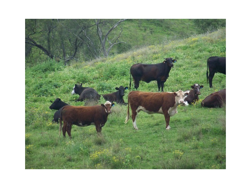 Wallaby Creek Dalvey Road, Rouchel, Scone NSW 2337