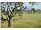 Woodlands Halls Road, Aberdeen NSW 2336