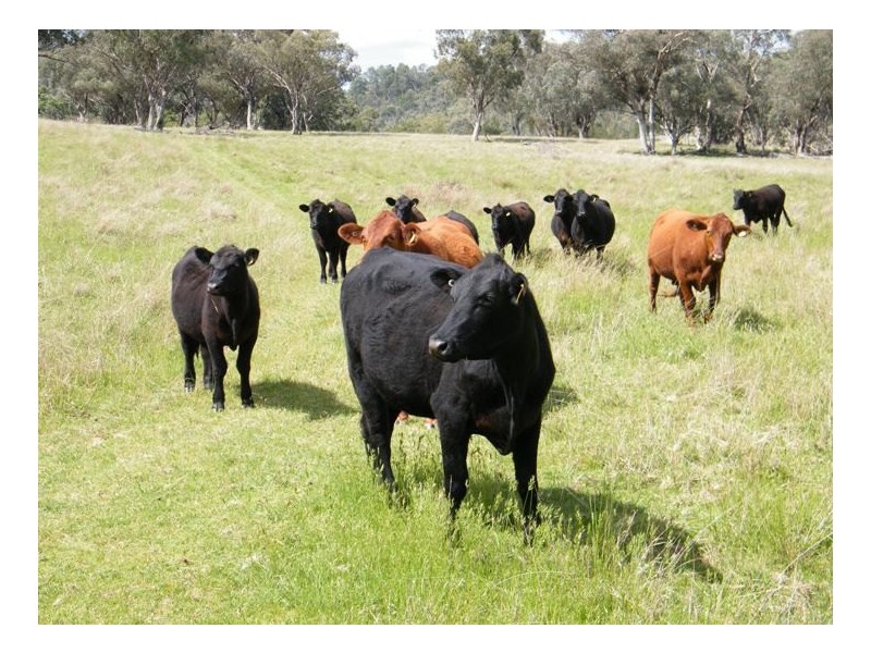 BACK CREEK, Carters Rd, Quirindi NSW 2343