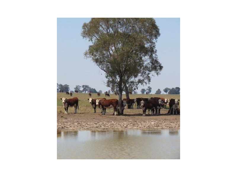 ”Dragon” Merrigal Road, Collie NSW 2827