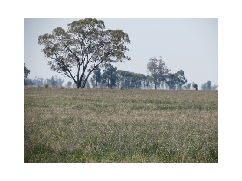 ”Dragon” Merrigal Road, Collie NSW 2827