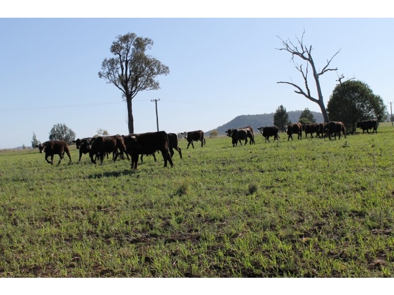 ONE DAY Gwydir Highway, Warialda NSW 2402