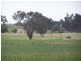 Manildra Road, Molong NSW 2866