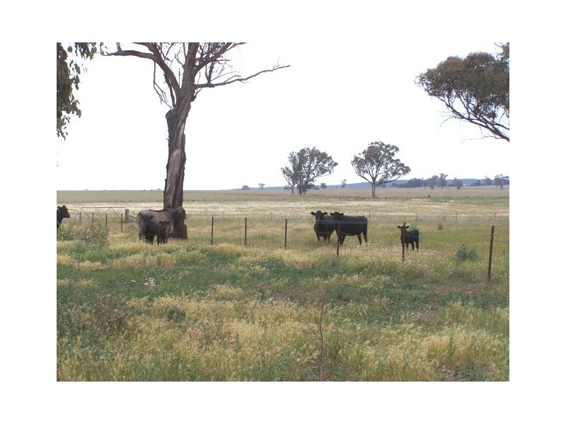 Manildra Road, Molong NSW 2866